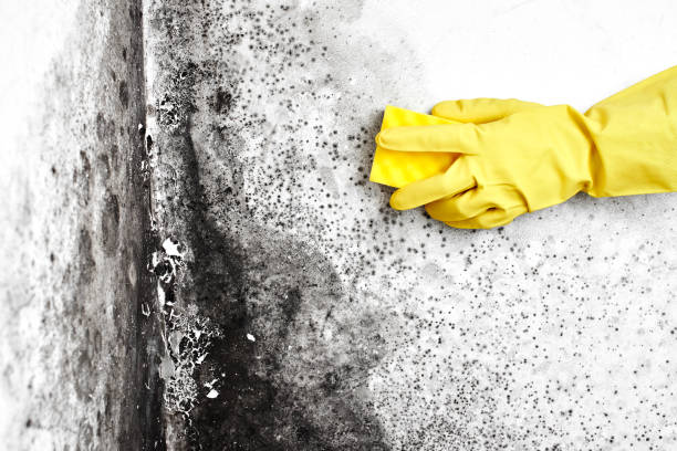 Certified Mold Removal in Baker City, OR