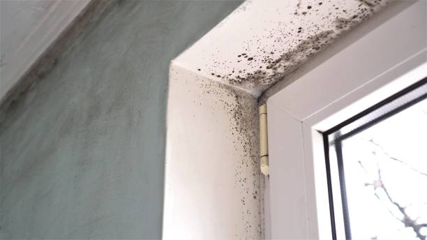 Best Mold Cleaning Services  in Baker City, OR