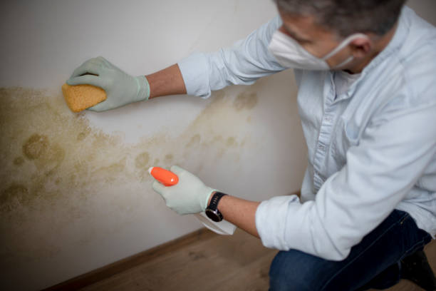 Best Best Mold Removal Companies  in Baker City, OR