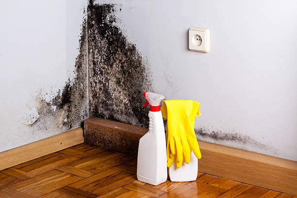 Baker City, OR Mold Removal Company