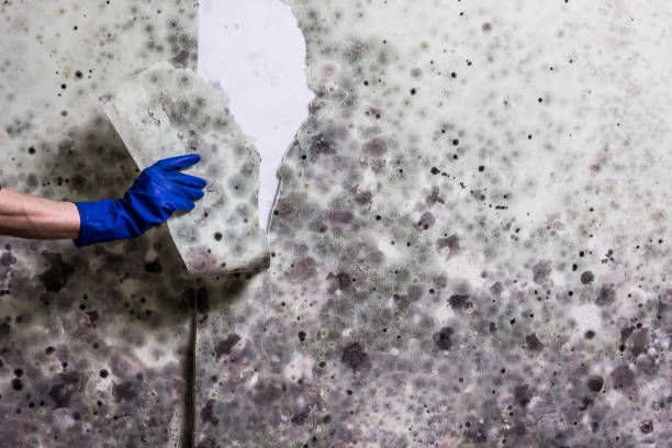 Best Mold Testing  in Baker City, OR