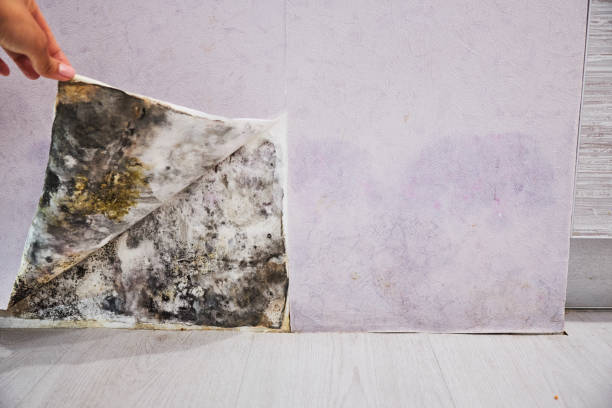 Best Mold Damage Repair  in Baker City, OR